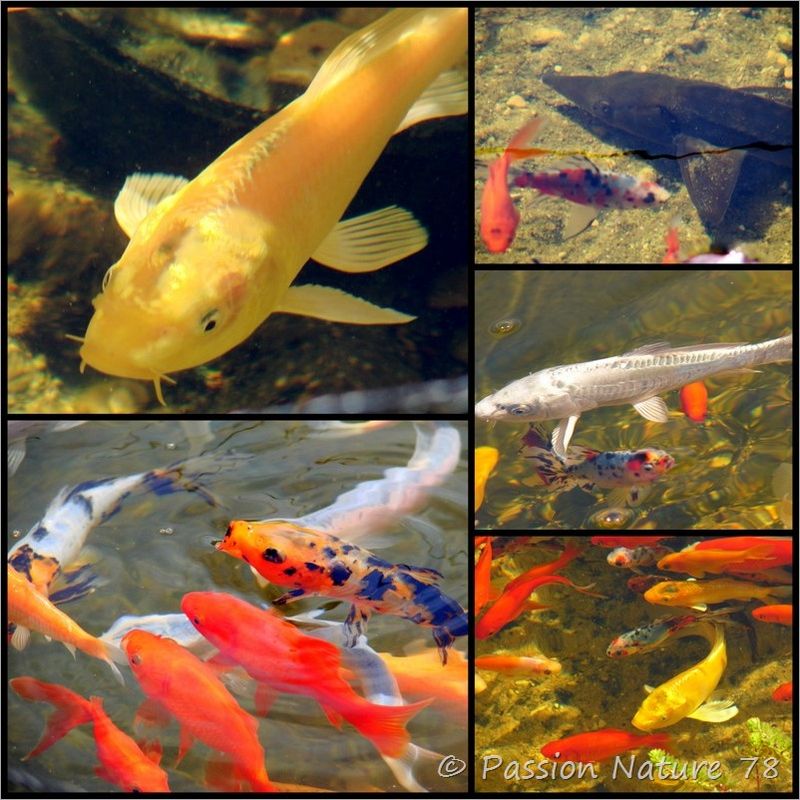 Les poissons de mon bassin (8)