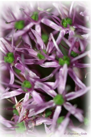 IMG_2686copie3