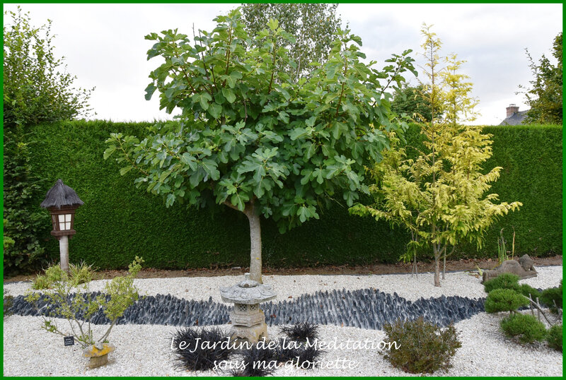 jardin japonais16