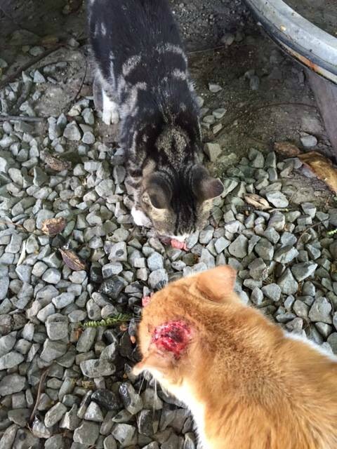 Oliver chat roux chat blessé pour alma2