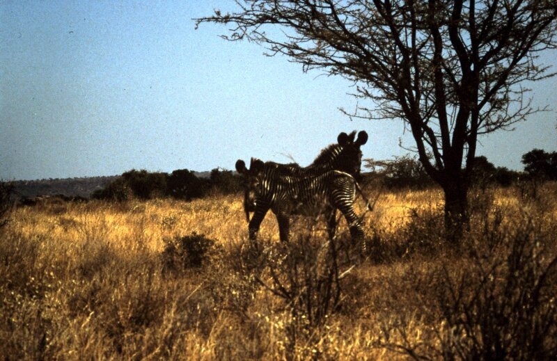 amboseli zebre b