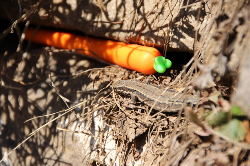 paques_chasse_aux_carottes