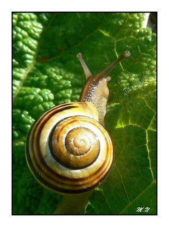 escargot2M