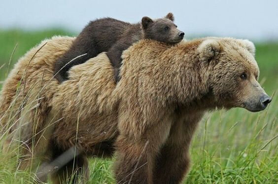 ours_1