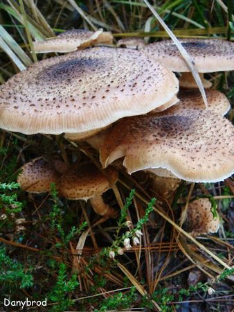 foret epinal3