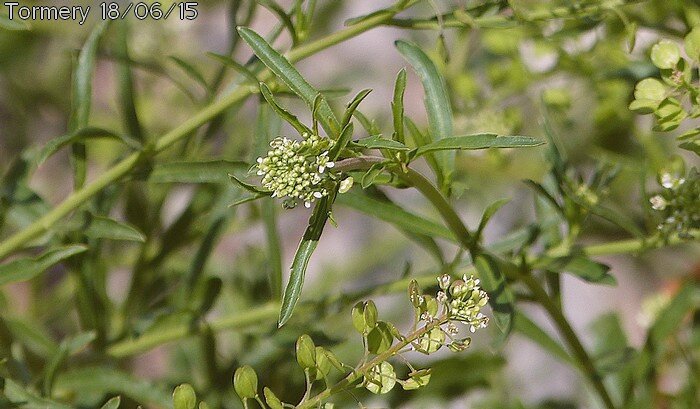 lepidium virginicum