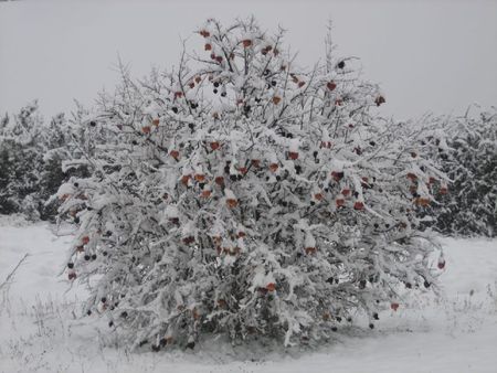 arbre de noel geant