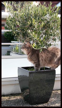 chat_4