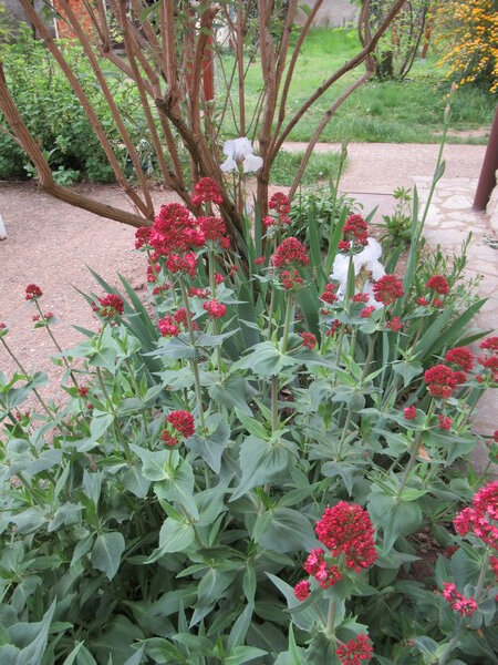 201904 jardin avant la tempête