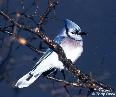 BLUEJAY