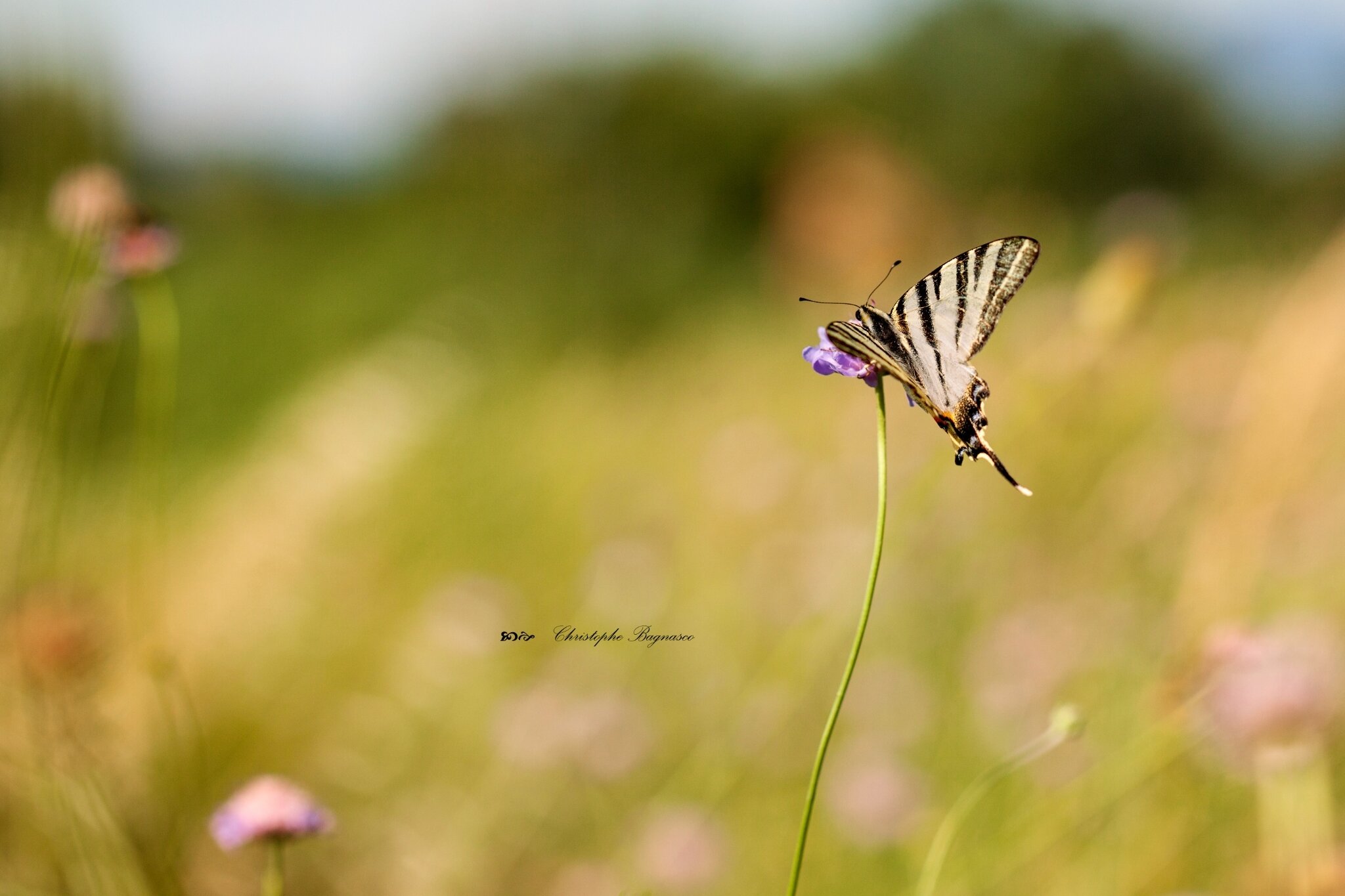 Prairie fleurie