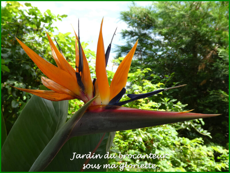 oiseau du paradis