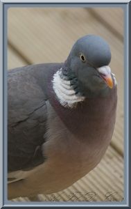 pigeon_3