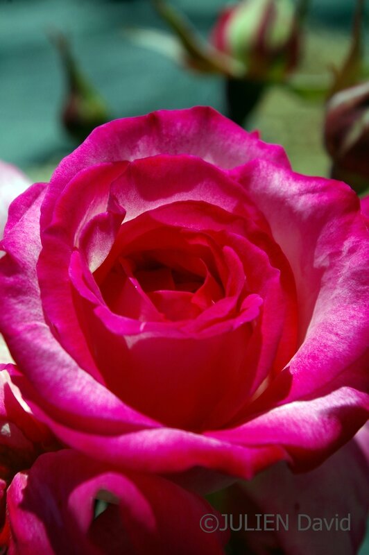 rose 3