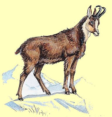 Chamois 3