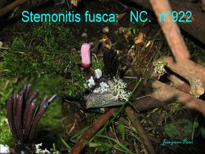 Stemonitis fusca n°922