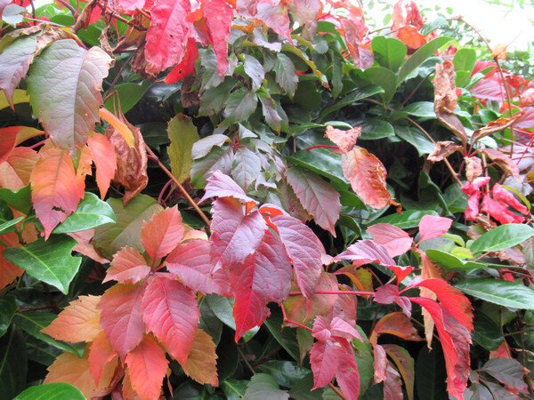 201910 jardin début octobre vigne vierge