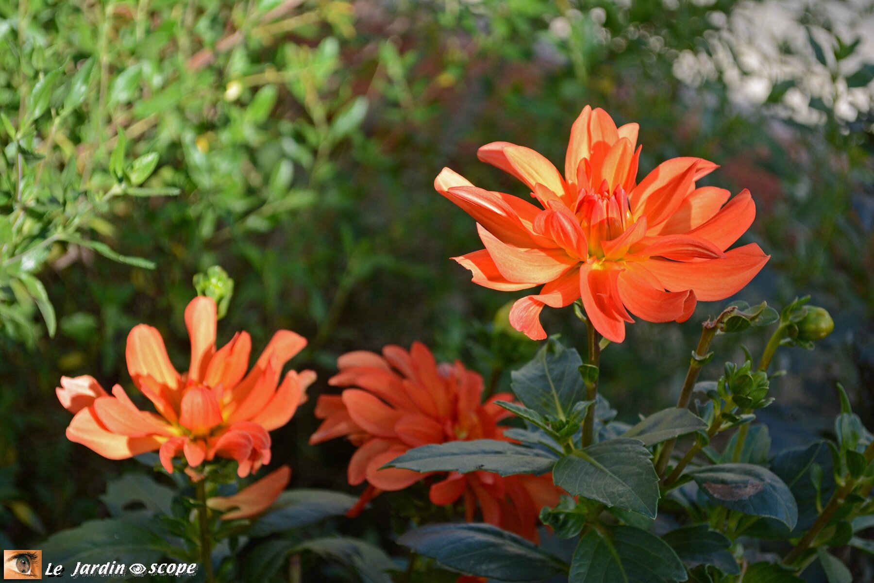 Dahlia 'Tour-du-Monde'