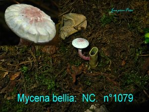 Mycena bellia n°1079