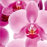 orchidee