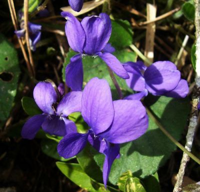 violettes_jardinage