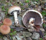 psathyrella