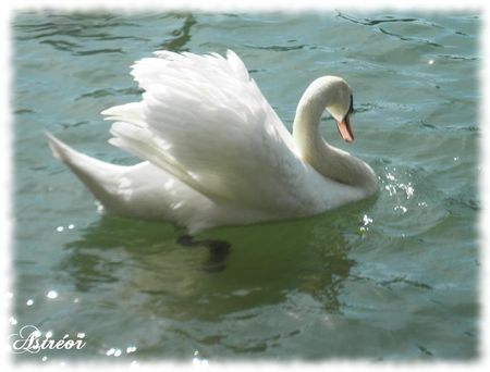 Cygne_1