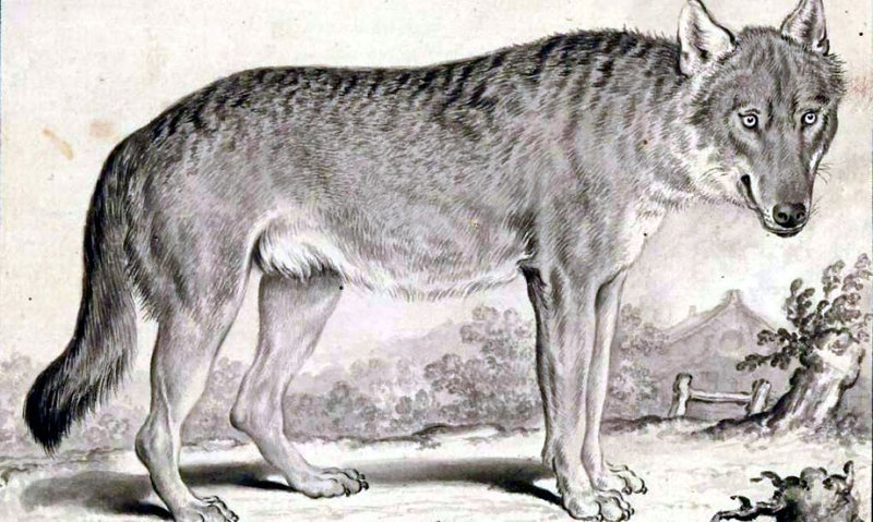 loup 31-01-1893 Nanteuil en Vallée