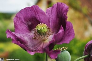 Jardin-François-0071