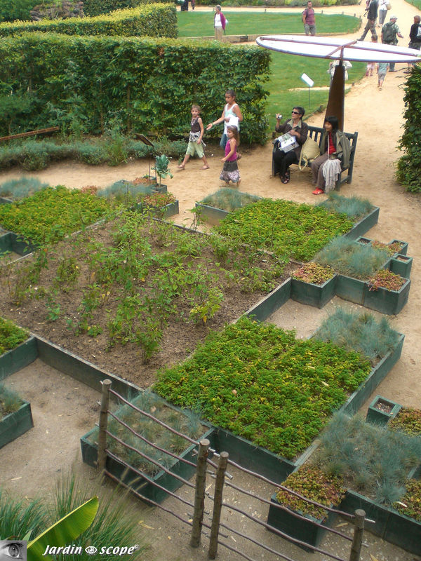 Le chou Romanesco et la fougère