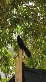 Le Quiscale ou Talingo, oiseau très commun