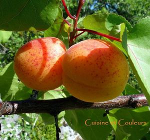 abricots rouge du roussillon