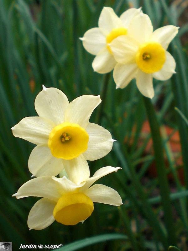 Narcisses botaniques