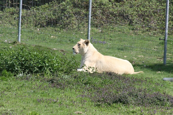 21-Lions blancs du Kruger