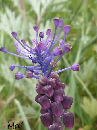 120513_muscari