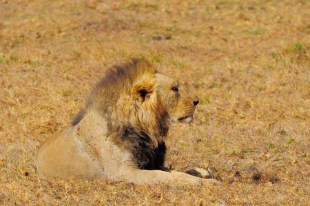 Lion__parc_d_Amboseli__Kenya