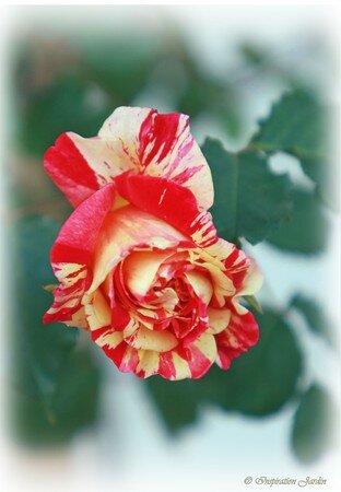Rose_Meli_Melo