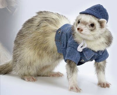 furet jeans