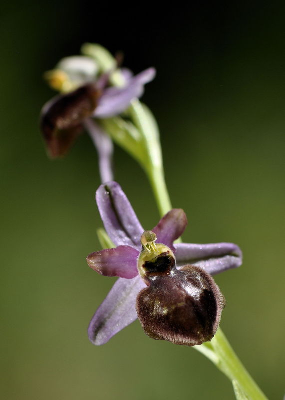 _DSC0863_Ophrys_aveyronensis