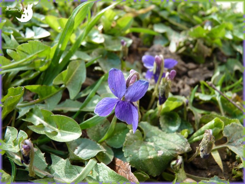 violettes sauvages 1