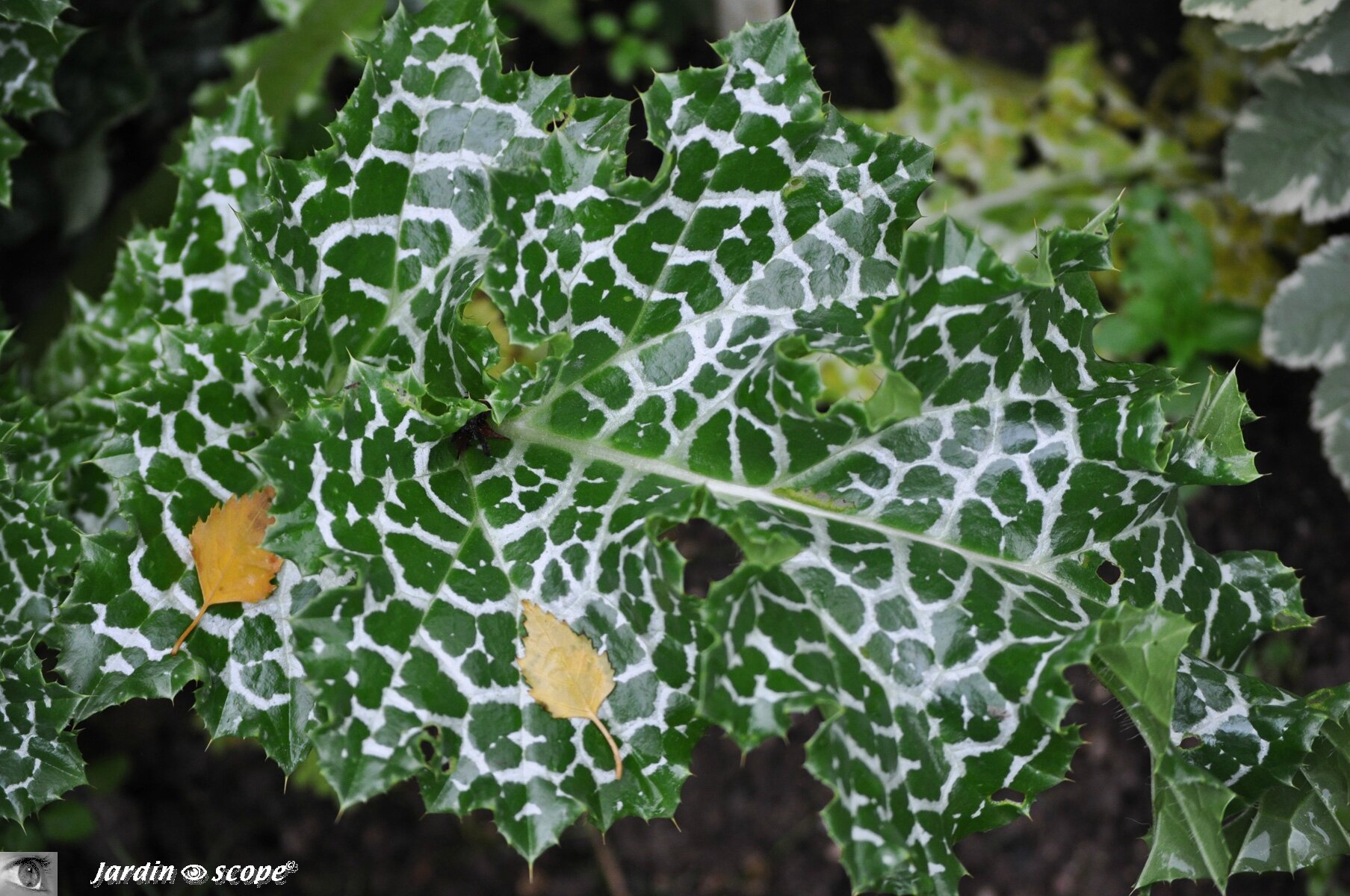Chardon de Marie • Silybum marianum