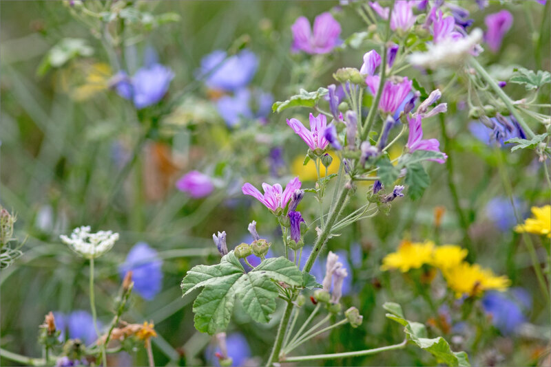 fleurs bord de route ville 080818