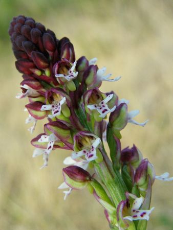 Orchis Brûlé ou Neotinea Ustulata (Photo P