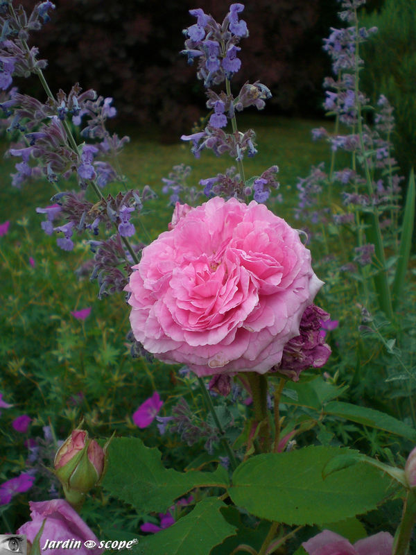 Rosier 'Comte de Chambord'