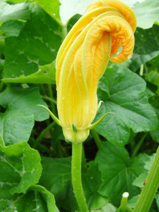 jardin_juin_4