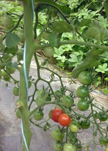 1st-ripe-toms