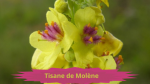 22 MOLENE(2)Tisane de Molène