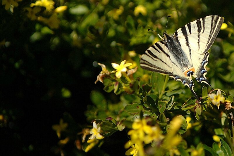 Papillon Var 2013 (100)