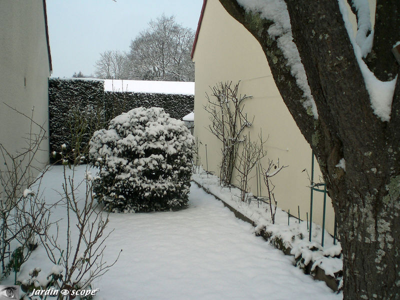 Le jardin sous la neige Hiver 2009 - 2010