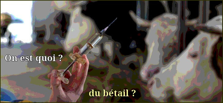 du bétail